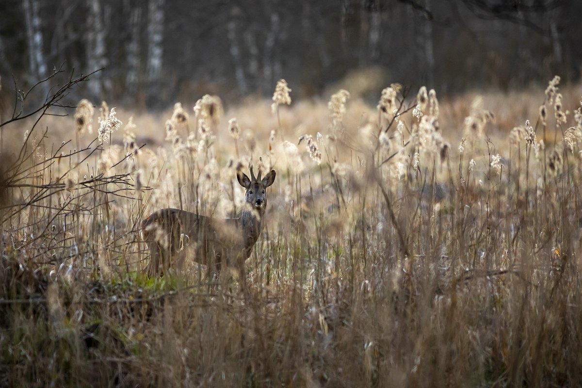 karits.eu/index.php/2024…
#EuropeanRoeDeer #CapreolusCapreolus #DeerPhotography #NaturePhotography #WildlifePhotography #NatureLovers #Wildlife #WildlifeAddicts #DeersOfInstagram #WildlifeWatching #Nature #Zoology #DeerSofig #InstaDeer #NatureShots