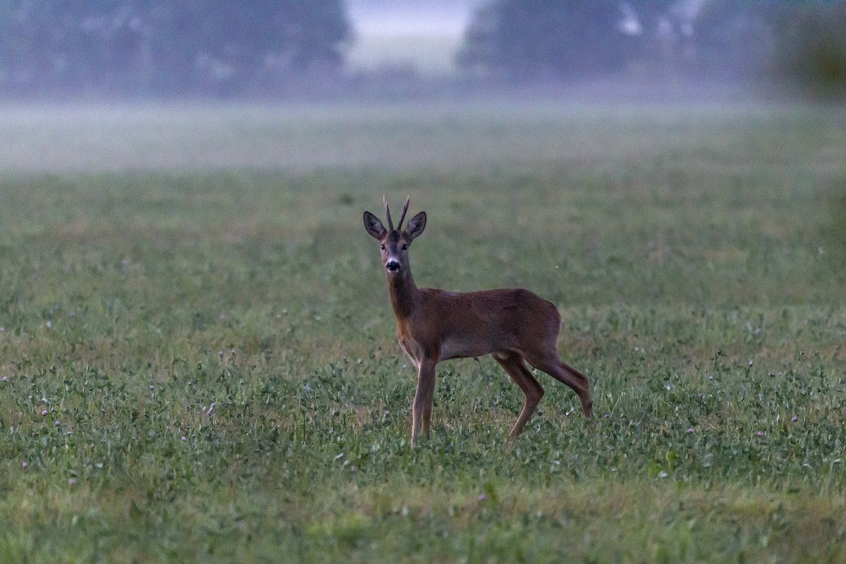 karits.eu/index.php/2024…
#EuropeanRoeDeer #CapreolusCapreolus #DeerPhotography #NaturePhotography #WildlifePhotography #NatureLovers #Wildlife #WildlifeAddicts #DeersOfInstagram #WildlifeWatching #Nature #Zoology