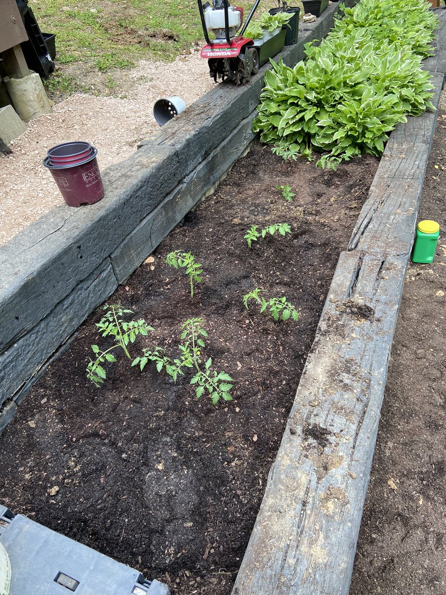 Beefsteak tomatoes and cherry tomatoes are now in the ground .. okra is next!  Excited for this summer and fresh veggies!  #communitygarden #Bamaland