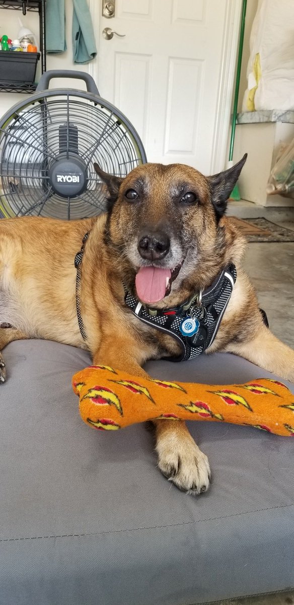 Community garage sale today and my wingman was charming the buyers. Made $200! Been at it since 0730 and he's one tired pupper.
Coffee run and a well-deserved monster pup cup - new place has bigger ones with biscuits 🤩 Have a great weekend 🐾❤ #Malinois #TeamMali