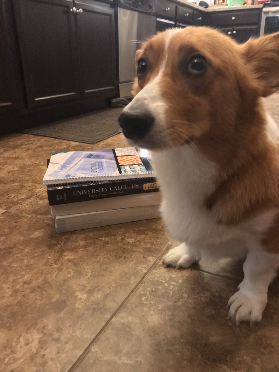 We adopted Barry from a shelter in 2016. He is the goodest of boys but disapproves of calculus.