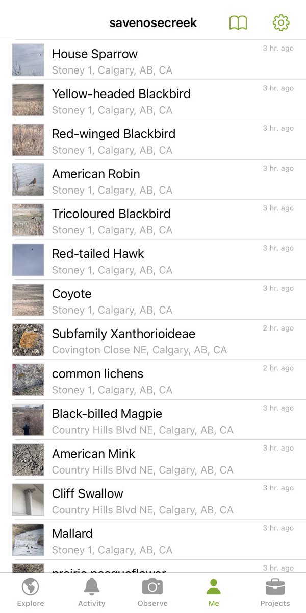 Busy morning with @CityNatureYYC! Get outside and track your observations on @inaturalist!! We want Calgary to WIN the #CityNatureChallenge this year! #yyc