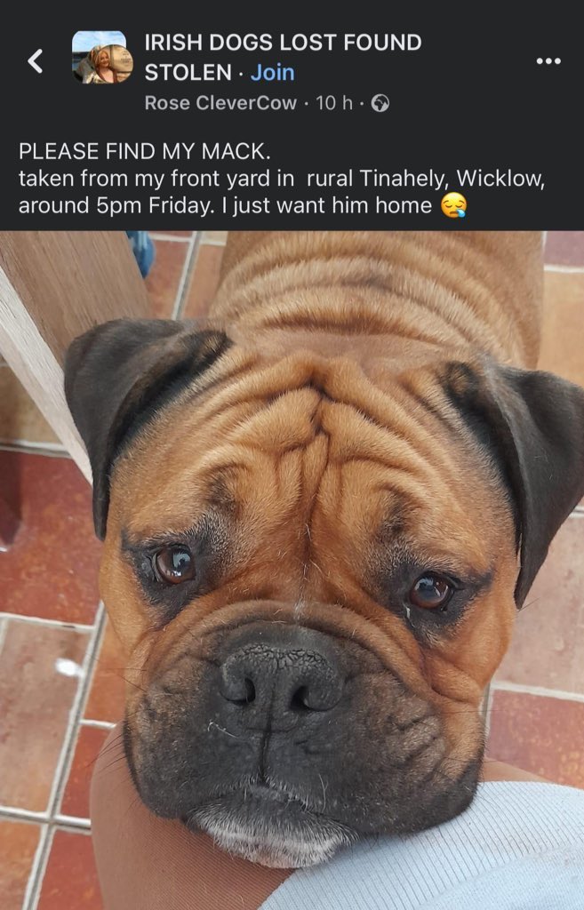 Still no sign of #Mack .. please keep sharing again & again. This beautiful boy was taken from his own garden in South Wicklow !!! His mama is distraught…. Please RT & make his handsome face too hot to handle 🙏🏻💔💔💔 @catlowry54 @AdvocacyDog @nmph_ireland ⚠️⚠️⚠️⚠️⚠️⚠️
