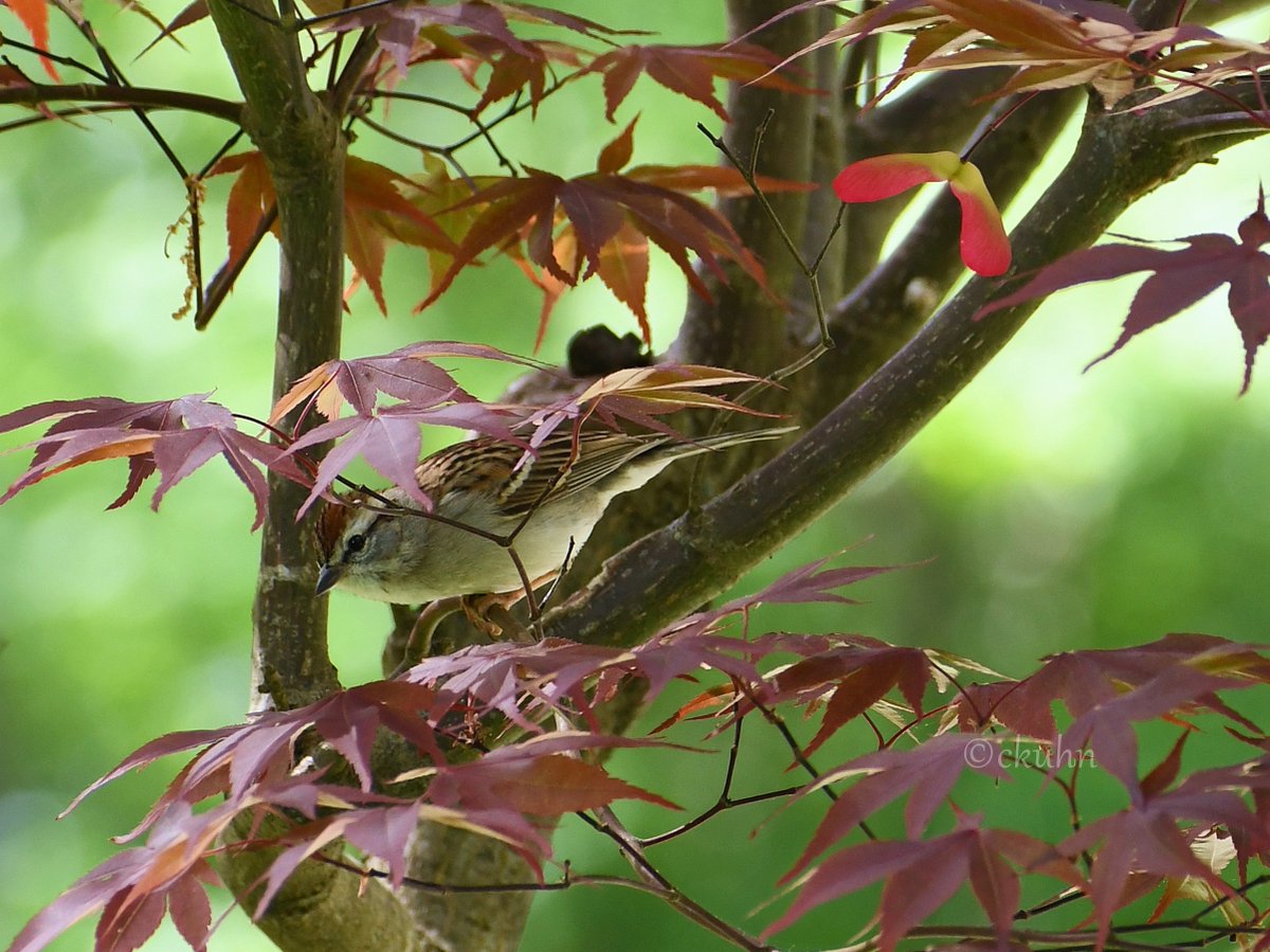 Peek-a-boo! 👀 Chipping Sparrow impatiently waiting for me to fill the feeder. Thank goodness I took my camera out with me. 🍁🐦 #SparrowSaturday #BirdTwitter #MyYardMyBirds #NaturePhotography #Nature #Birds #photooftheday