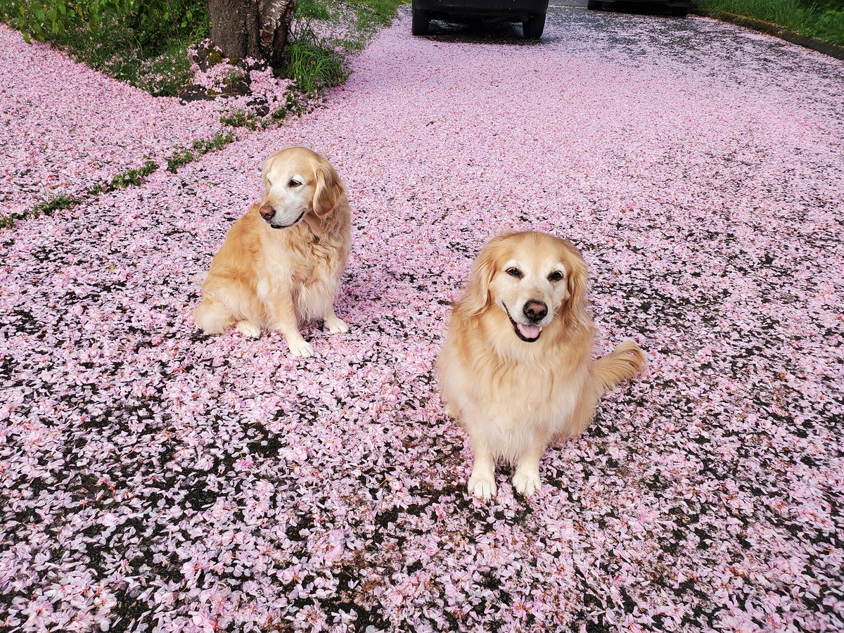 Pink carpet treatment for Honey & Sassy in Kent! 🌸 📸: Noel Bowman