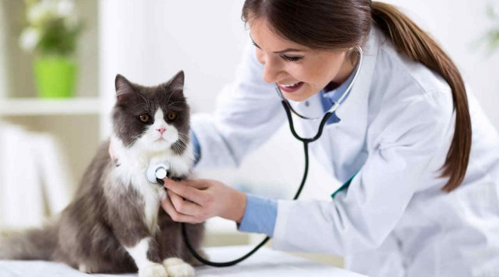 Why should you take your pet to the vet? Here are 3 reasons! greywolfah.com/3-reasons-why-… #WorldVeterinaryDay #Veterinarian #Pets #PetLove #PetHealth #CPK #CanadianPharmacy