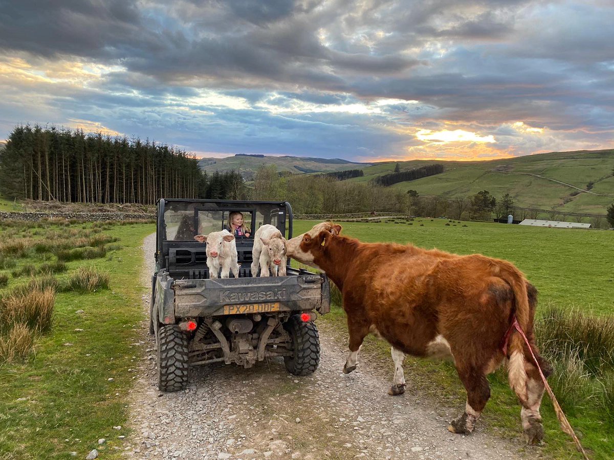This cow had twin Charolais X bull calves last year… this year she’s done it again! 👏🏼👏🏼
Twin bull and heifer calves
Some lass 🐮🥳
Bringing them down to the shed as one falling slightly behind the other on the hill, so in for a few days of bonding

#outdoorcalving