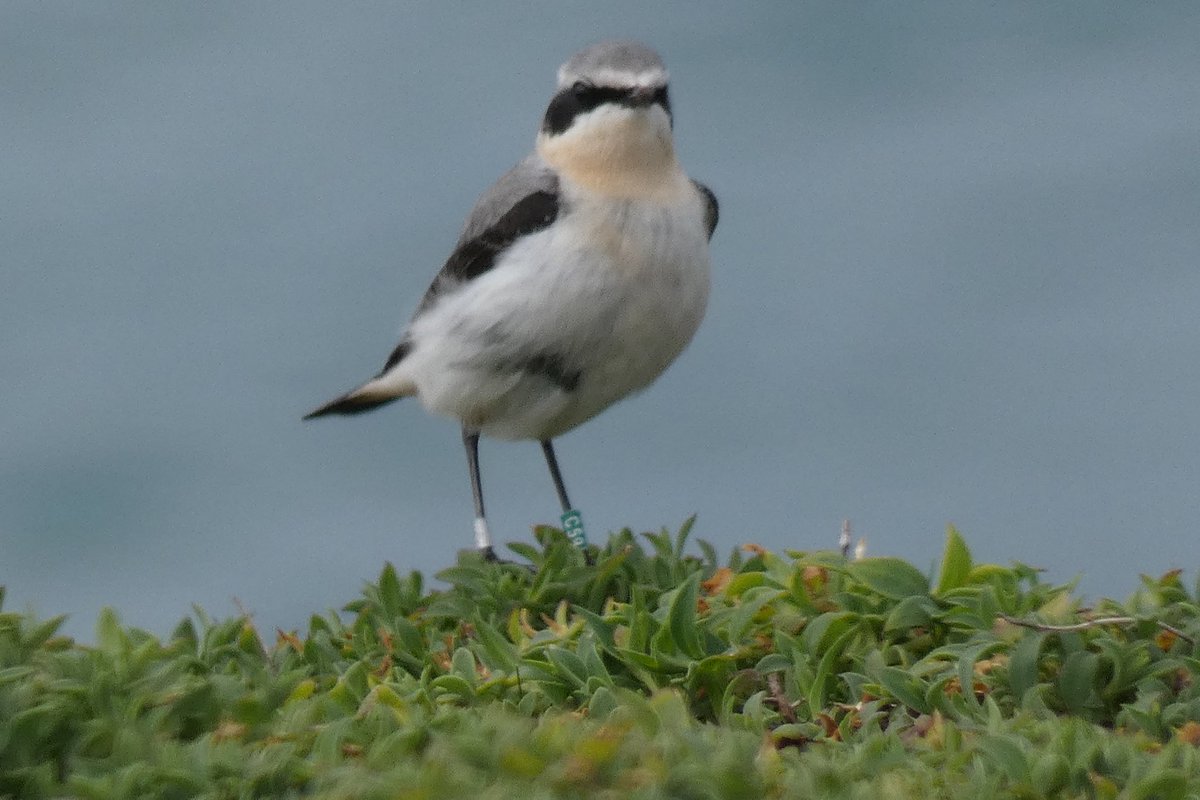 Returning adult Wheatears @SkokholmIsland are usually loyal to the previous year’s territory if possible. Male C59 has been at Wallsend for 2023 & 2024 and next door at Windmill Gully for the previous two. He’s had four different mates in four years.