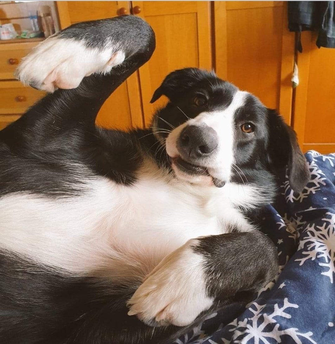 Hi, I'm Lucy O'Leary your #LE2024
candidate for #westcork
I will make #BorderCollies great again and a life of free dog food.
I hate #fascists and support #IrelandForAll #RefugeesWelcome
Vote No 1 for me, woof!
🐾 🐾 🐾