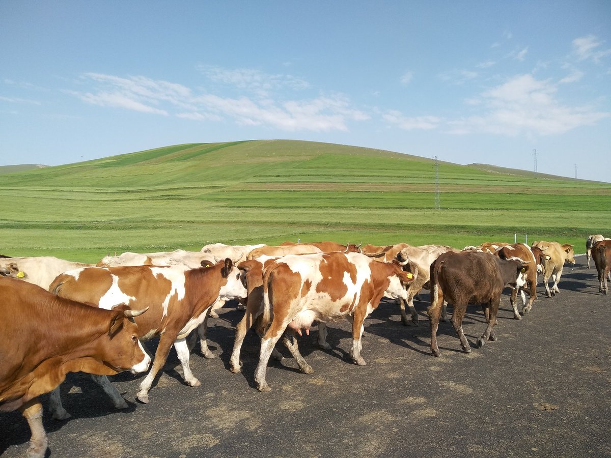 🔸Köy sadeyağ ve tereyağ...🌿🐄 🔸Katkısız, lezzetli, kaliteli... 💐🌱