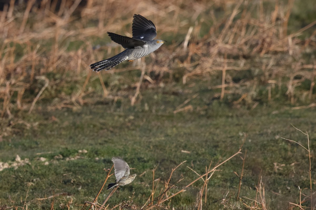 Cuckoo and Pipit on Dartmoor last weekend. 😀