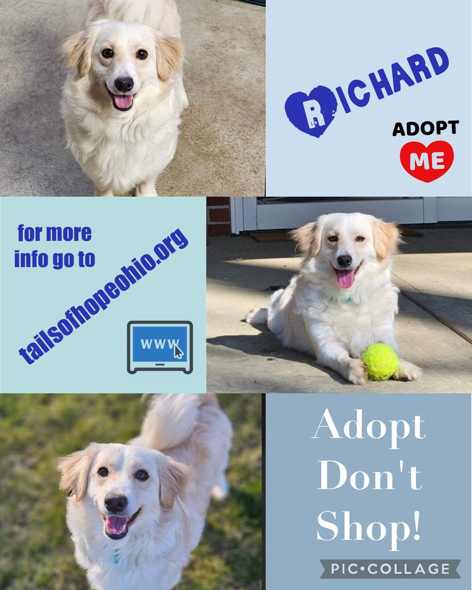 Yayyy it's #OTLFP adoption segment time! Are you ready to meet my rescue pet this week? Today I have a pawsome pal ready to join the #DogsOfTwitter from Tails of Hope & he needs a home, maybe we can we help find one. Richard is in Ross Ohio USA Let's try to help find a home