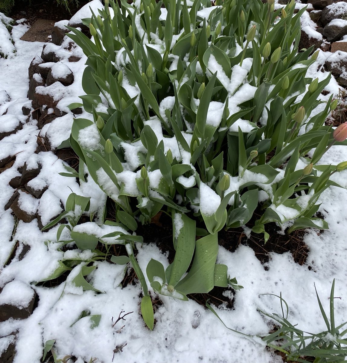 Snow on the tulips this morning