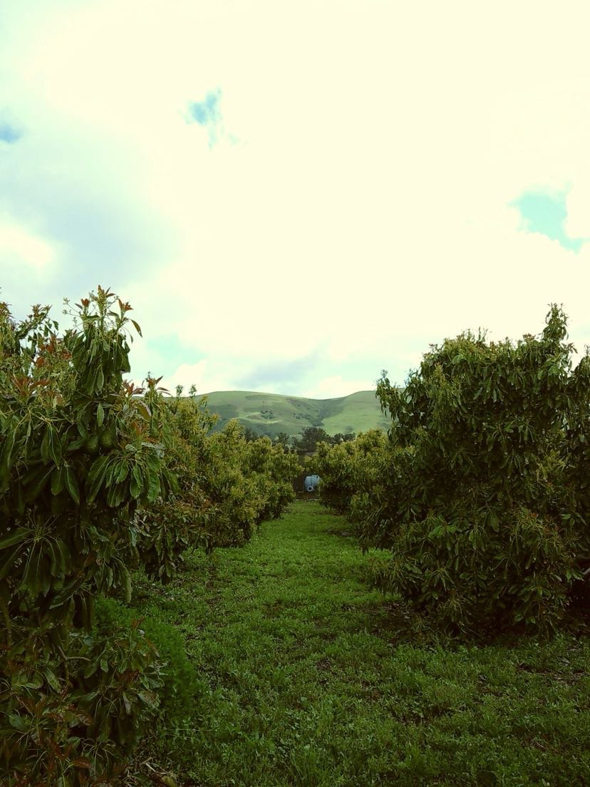 Been having fun with the camera I got recently 🍃 gives off that old film look