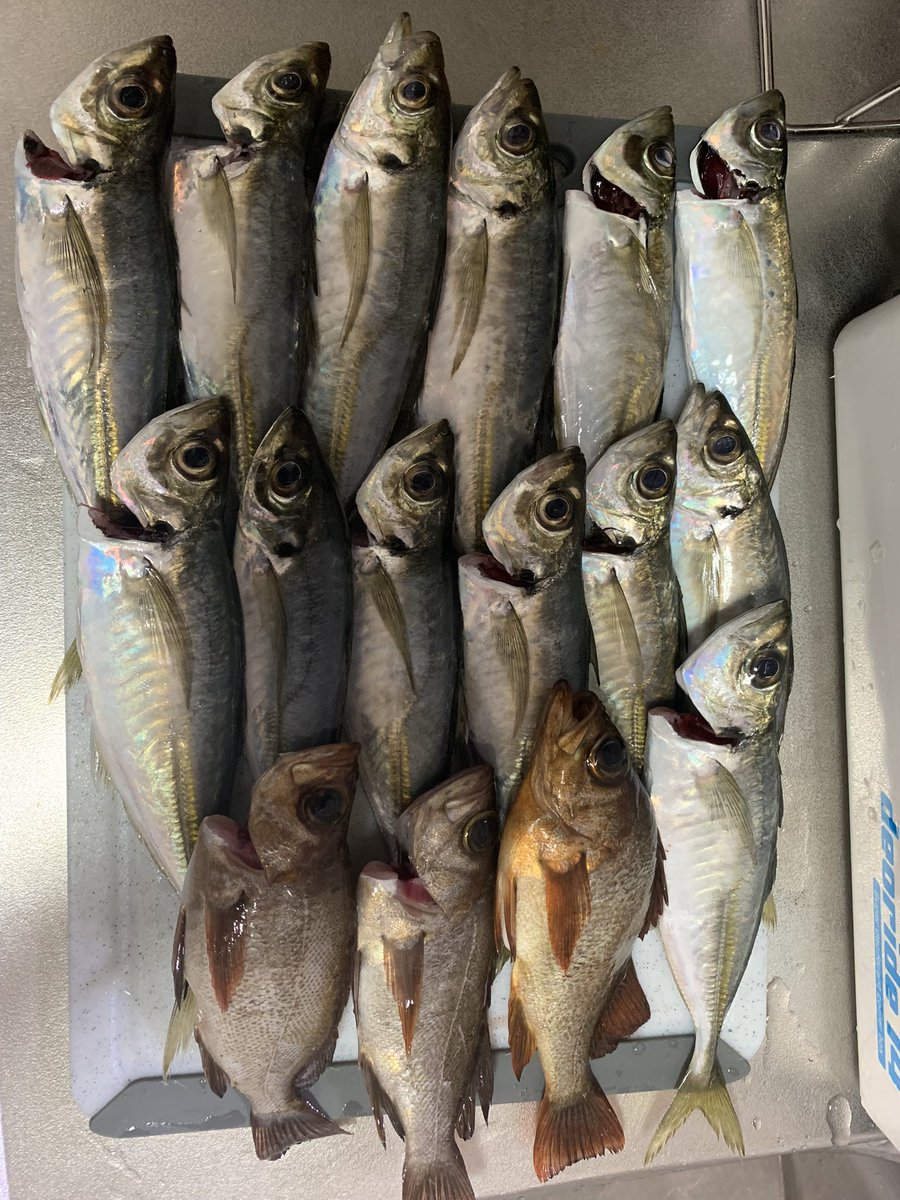sho___ooo's tweet photo. 久しぶりのアジング
いい釣果で満足

そして会社の後輩がシーバス釣った https://t.co/ojUXHhU9ST