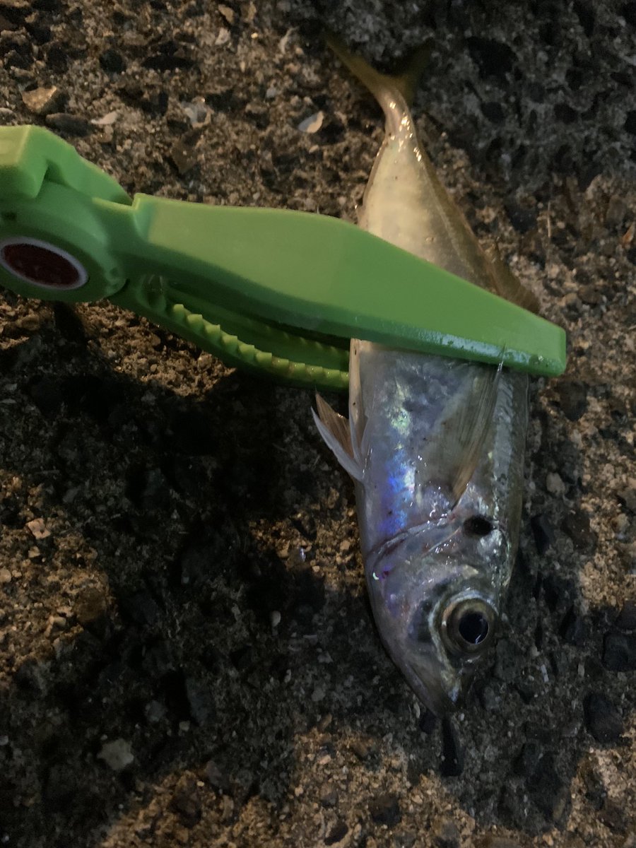 sho___ooo's tweet photo. 久しぶりのアジング
いい釣果で満足

そして会社の後輩がシーバス釣った https://t.co/ojUXHhU9ST