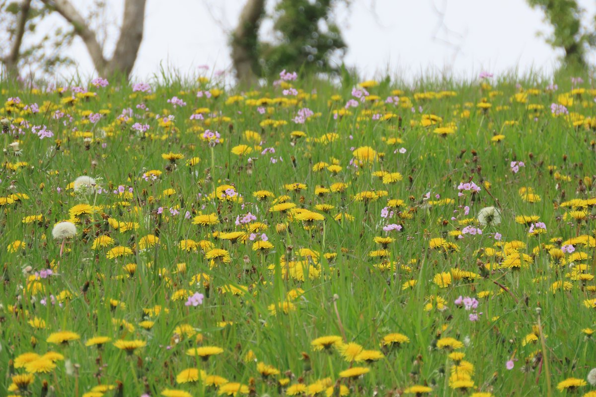 This farm field along the river Bann, is a wonderful sight every April. #wildflowers