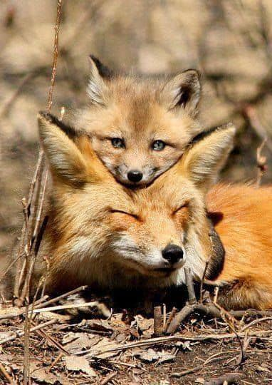 #Foxes #FoxLovers 🦊❤️
