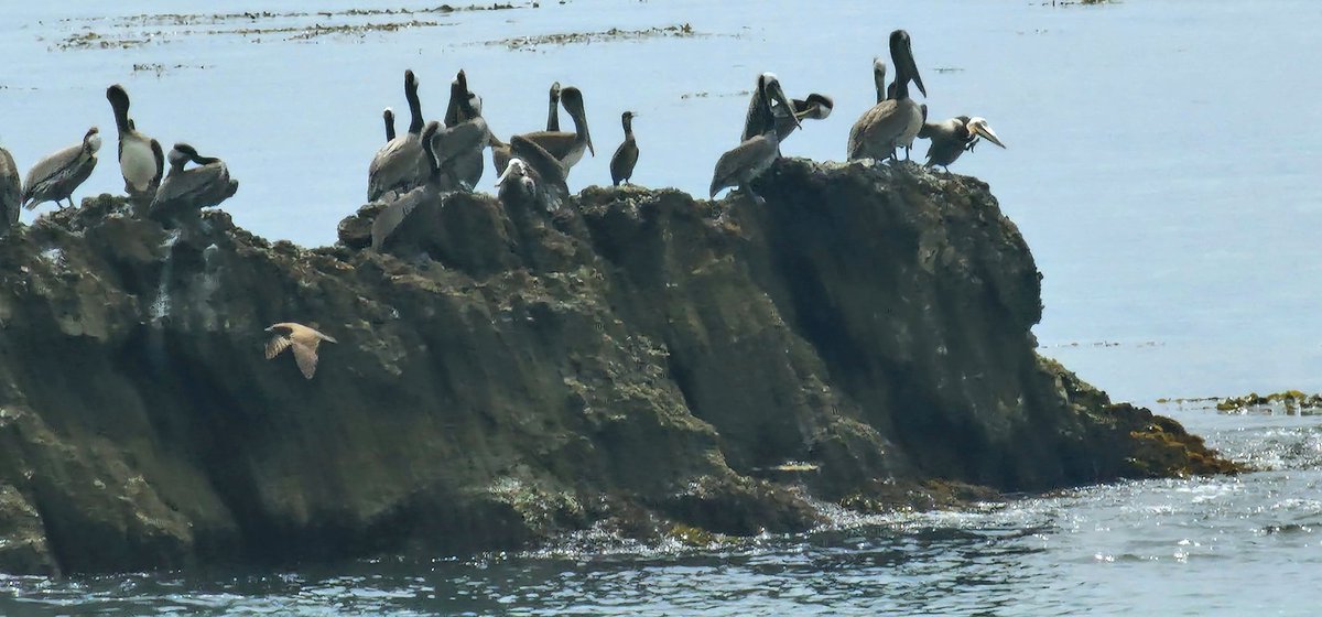 Californian pelicans skim gracefully over the sea with just inches to spare. But their dives to catch fish look like crash landings!