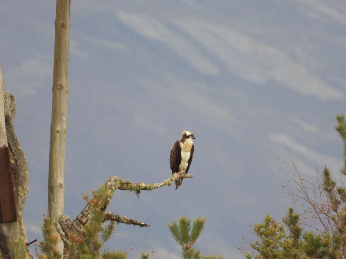 jkswildlife's tweet photo. Great day for wildlife Grey Partridge, Osprey, Bank Vole and a Great Spotted Woodpecker. @RSPBLochGarten #birdsofscotland https://t.co/aQCNODzmWd