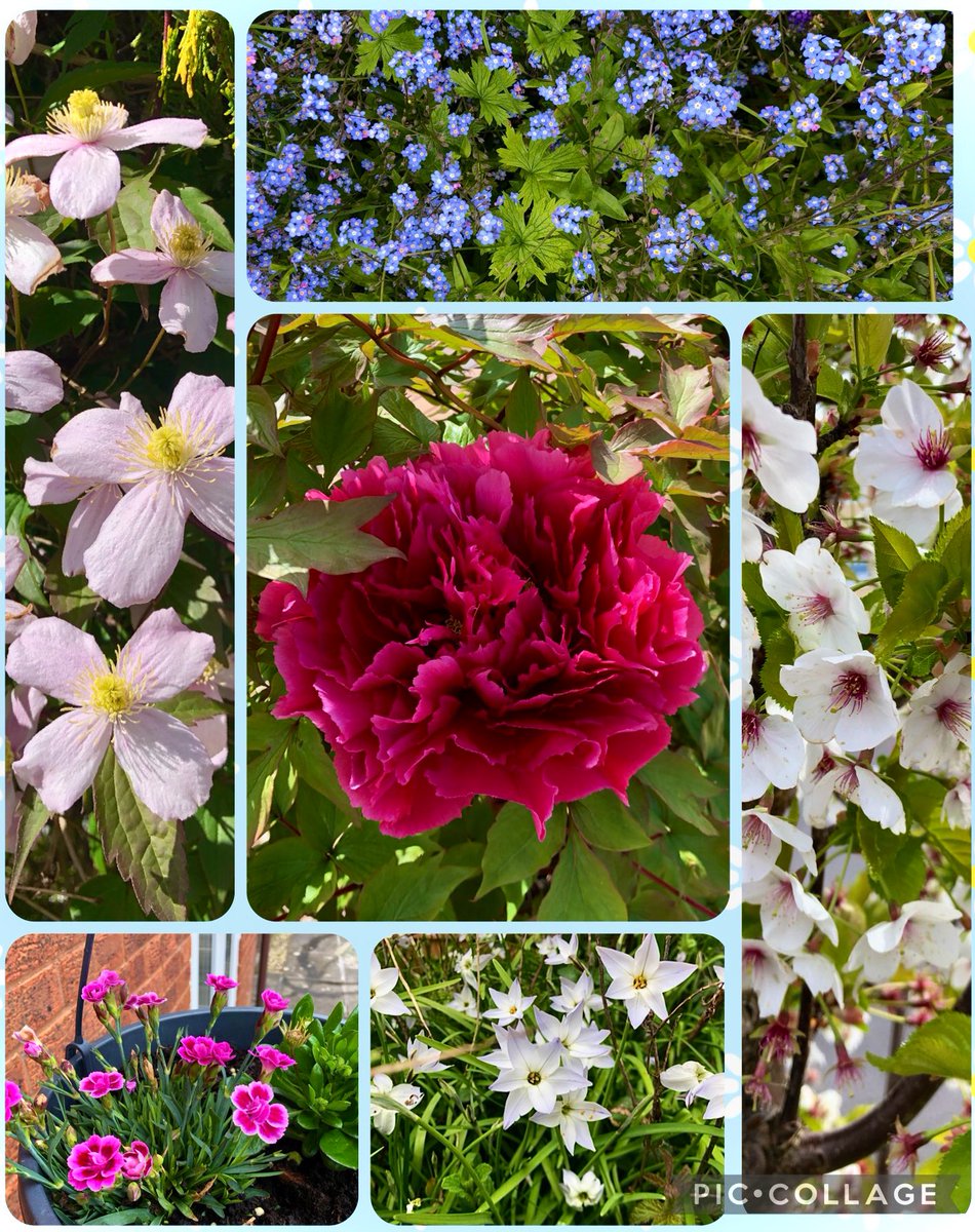 A few from my neighbourhood & some from my garden! 🌱💜🌸 #HappyWeekend #SixOnSaturday 📸 Me