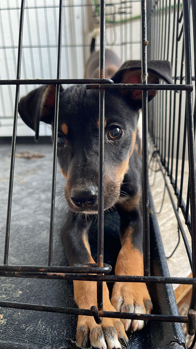 Dos mesecitos y no pueden tenerlo más en su casa de acogida 😢💔 Tanto les estorba este precioso pequeño? Barcelona 609324350 📢 📢 📢 📢 📢 📢 📢