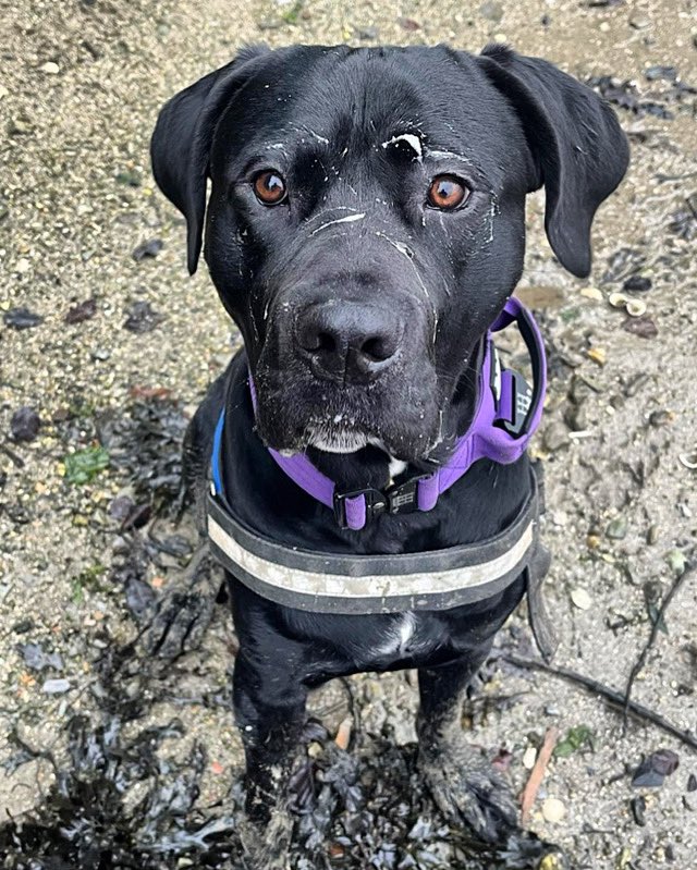 Norman’s confidence is getting better while being out and has been on a few adventures including to the beach at Saltram @saltramnt #saltram #nationaltrust #rescuedog #labrador #mastiff #greatdane #puppy #dog