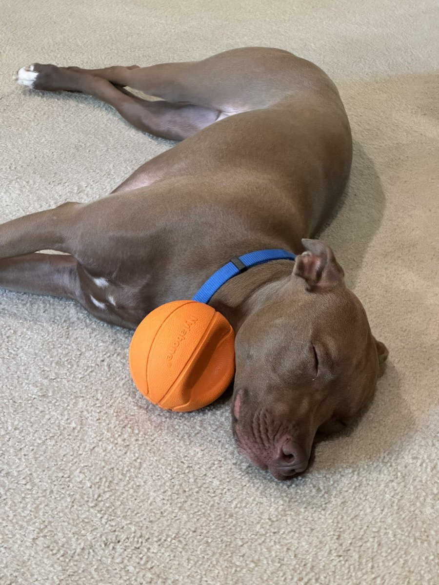 loclloyd's tweet photo. Rescue dog life… #rescuedog #pittiove https://t.co/NvA9GdhvuI