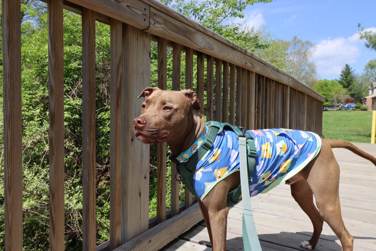 loclloyd's tweet photo. Rescue dog life… #rescuedog #pittiove https://t.co/NvA9GdhvuI