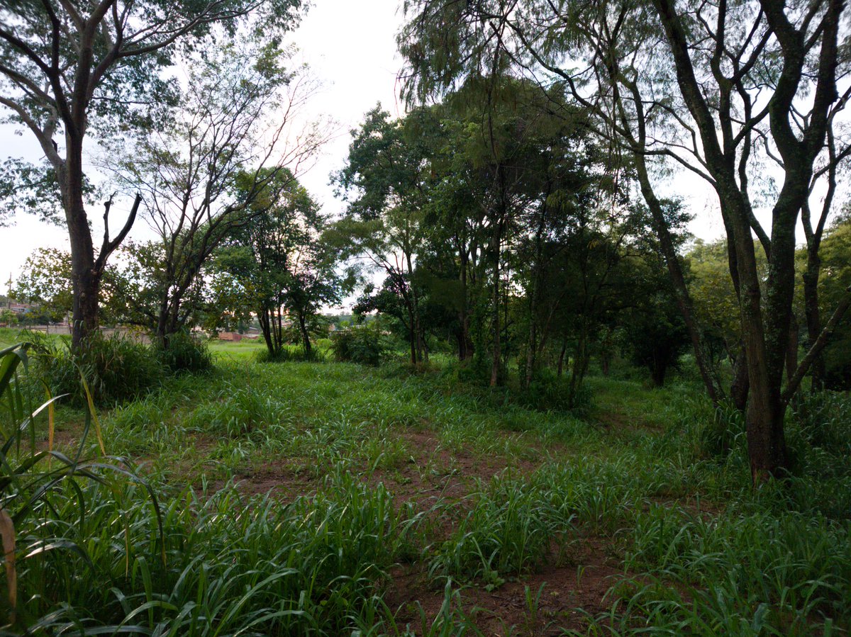 robowillian's tweet photo. Captures forest image at dusk. RAW
#NatureBeauty #photography #raw #nature #200mp #12mp #MotorolaEdge30Ultra
@Fanboy_Moto @MbarkCherguia @Moto https://t.co/kAp4bNgQLf