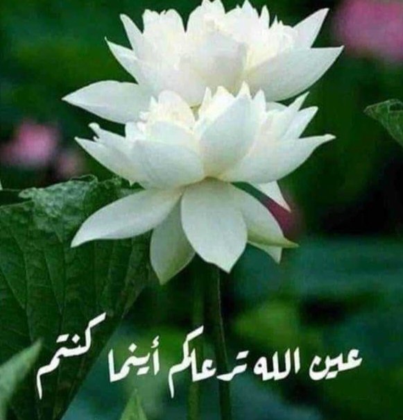 @raz_3m @fwad24 @fwad25 @90O0yy @alkaladi_ @SP14672 @mrl_q20 @Mo2__f @lm_zky @9rrgr @_i1ic @K7t99 @FBI_1777 @kamelbslfj @DOCTOMR999 @MahdiAlqubli @hafez5maj771 @saman_talatom @EsalamMagd3582 @WX2fuCvBYP9l2aL @Kamalaw22174290 نسلم ايامك بالتوفيق سيف 💫🌹💫🌹💫🌹 #ملك_الدعم_والاضافات #دعم_نور_الرحمن