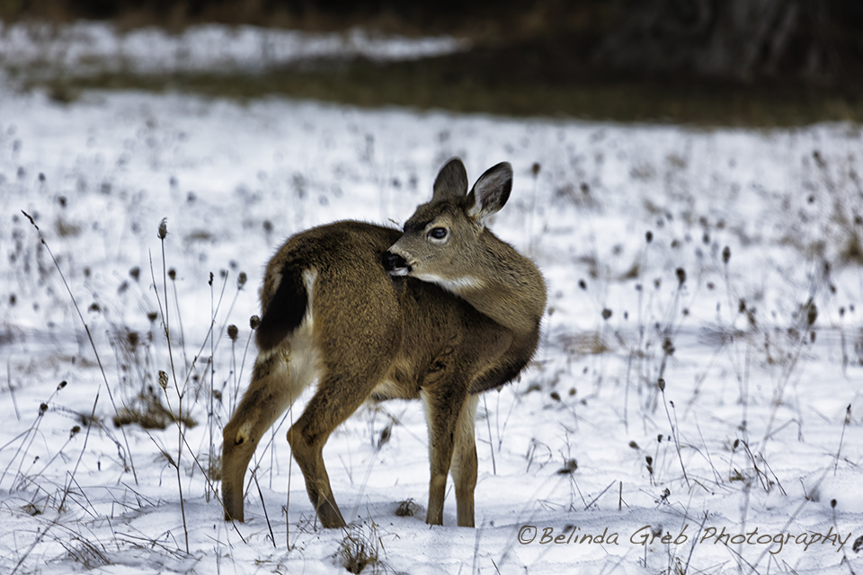 First Winter belinda-greb.pixels.com/featured/first… Deer Wildlife Photography by Belinda Greb #naturephotography