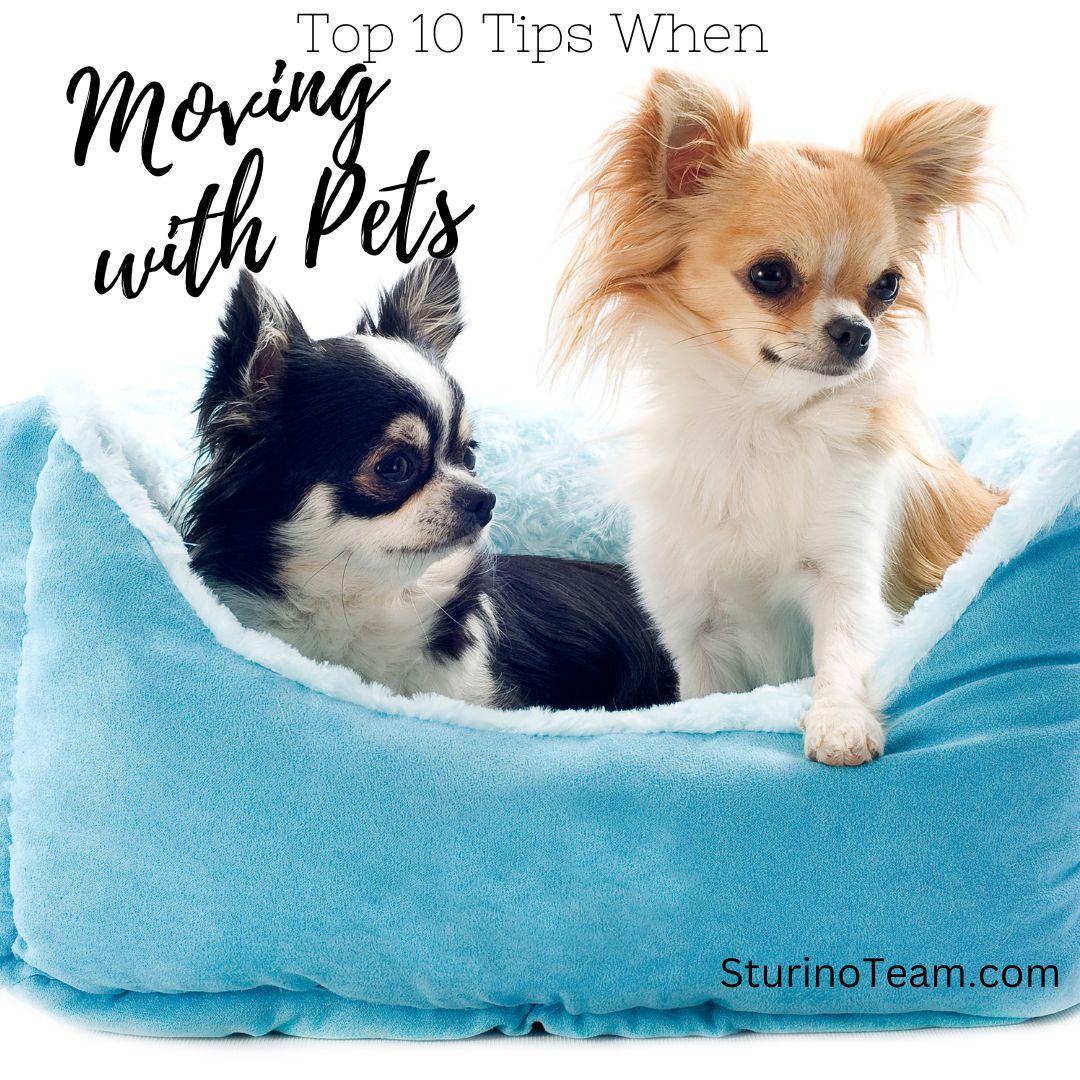SturinoTeam's tweet photo. Moving with Pets?🐶🐱🐰
Ensuring a Smooth Transition for your furry friends.
Check out our latest blog post, 🔗 [Link in Bio] ⁣

#sturinoteam #homesellertips #Homeselling #pets #OakvilleRealEstate #OakvilleHomes #OakvilleCondos https://t.co/YpZakklOQ4