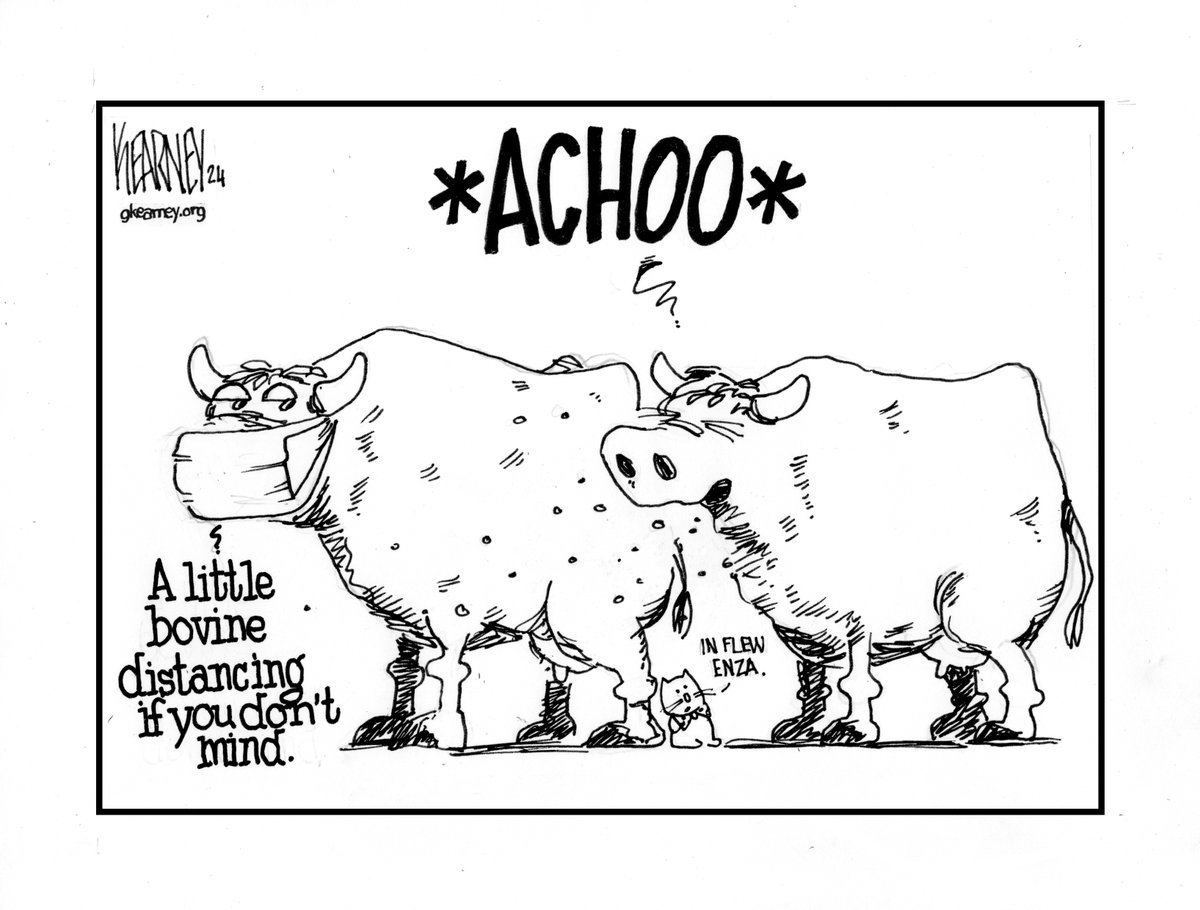 USDA confirms cow-to-cow transmission a factor in bird flu spread #agriculture #birdflu #livestock #farming #cartoon