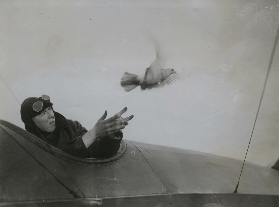 A British seaplane pilot sends an urgent message via pigeon. WWI era, 1914-18.