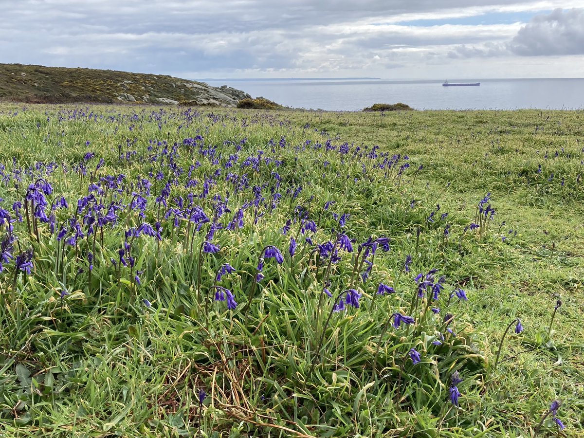 A feast for the eyes and we managed to stay dry. Muddy, but dry!
#coast
#Cornwall
#wildflowers
#notfarfrommarazion