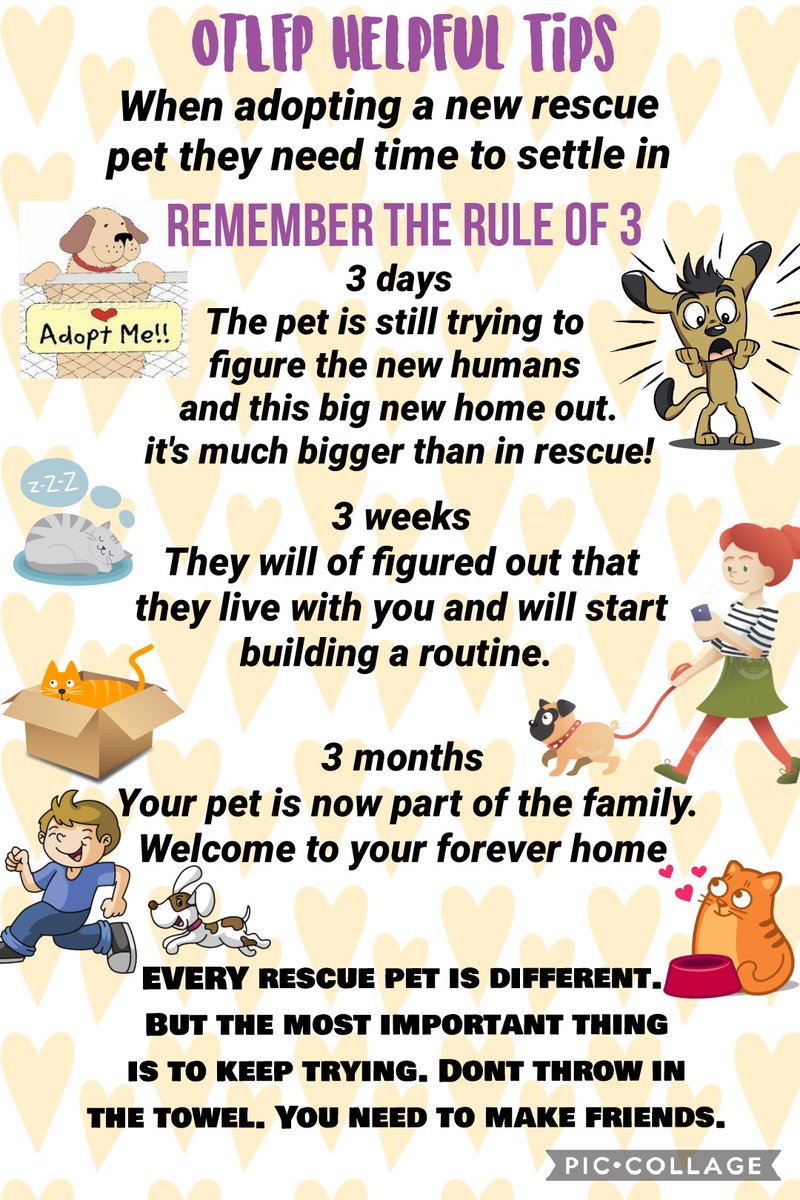 When you rehome a rescue pet it takes time for them to adjust.
So give them time.
And it could be longer than 3mths
You dont know what they have been through before.
A new home is a big change from a rescue centre
So be patient and they will love you FOREVER
#OTLFP #AdoptDontShop