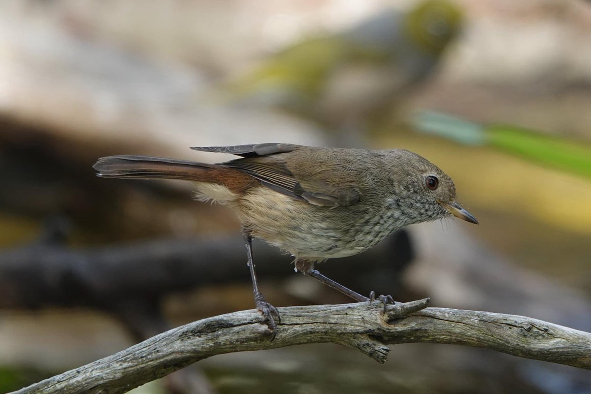 #FirstSeenAndHeard #FSAH 

Seen: Brown Thornbill. Heard: Easter Whipbird. South Gippsland, Australia

@birdemergency 
#birdwatching #Birding #birdphotography #WildOz #bird #TwitterNatureCommunity  #BirdsSeenIn2024 #SonyRX10iv