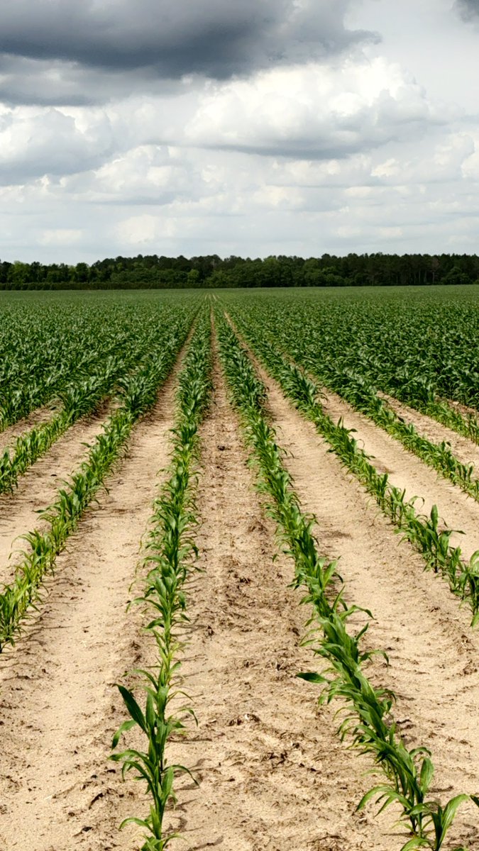 Every time I get frustrated with how slow planting is going & im ready to rip off all the liquid systems I have on the planter I’m just gonna ride by this spot in the field without it and I’ll calm right down. Unreal difference when you have the right products in the right place