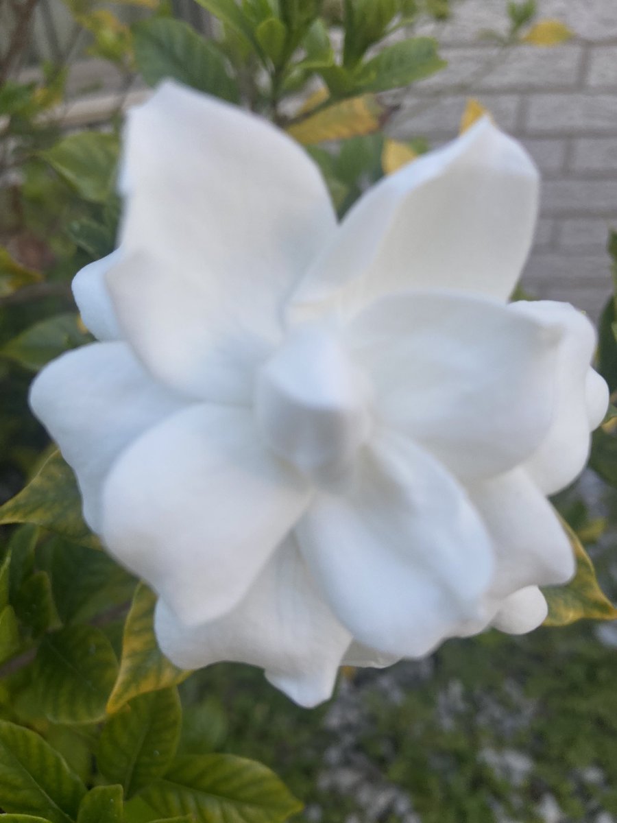 Our gardenias had a bit of a slow start cuz the cover blew off in a January light freeze but they’re starting to bloom like crazy now. Will have hundreds of blooms soon!! These are August Beauty Gardenias & they bloom almost all year round instead of just once in the Spring.
