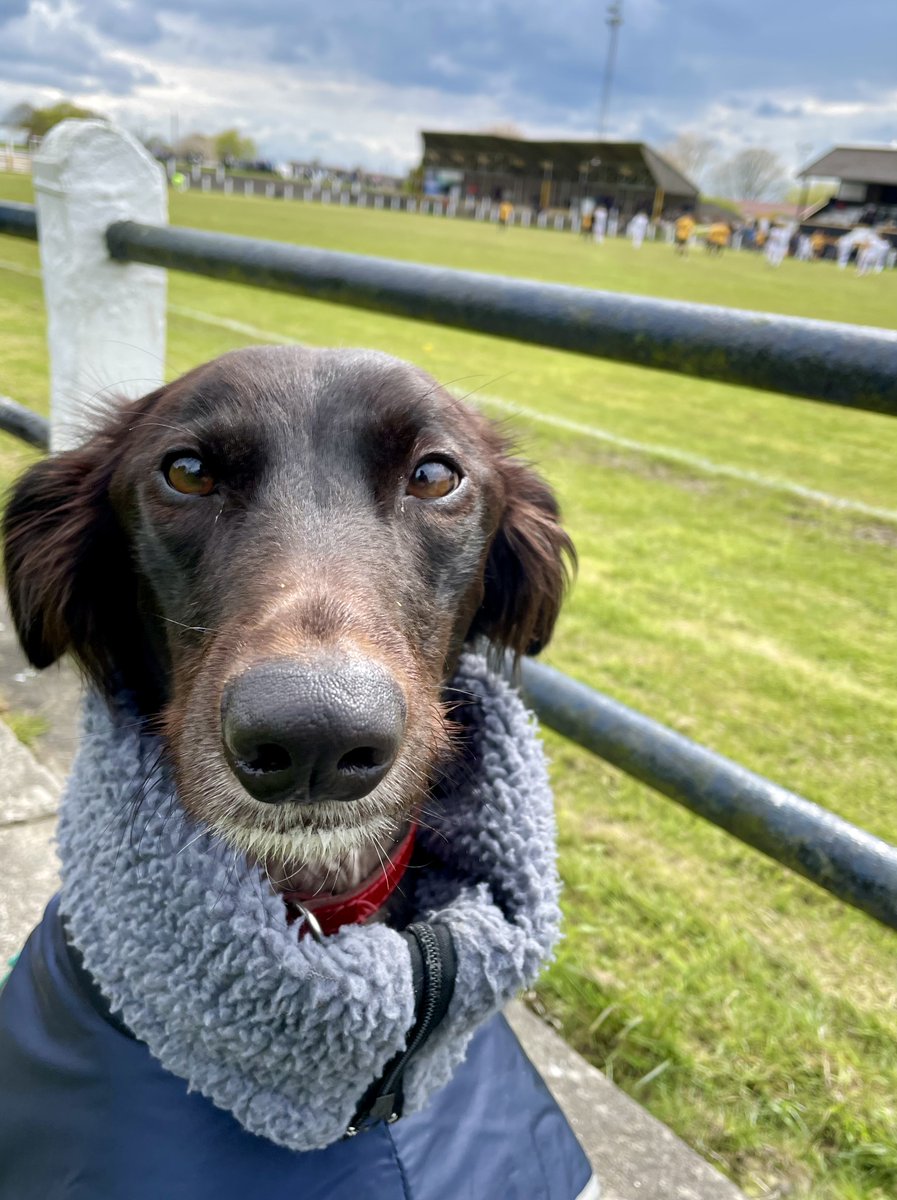 Last home game of this season at the Millfield for <a href="/crooktown_afc/">Crook Town AFC 🖤💛</a> vs Heaton Stannington 

The Black and Ambers ended up losing one-nil after 7 games in 15 days for the lads due to weather affected postponements - one more game to go before a well earned break!

#nonleaguedogs
