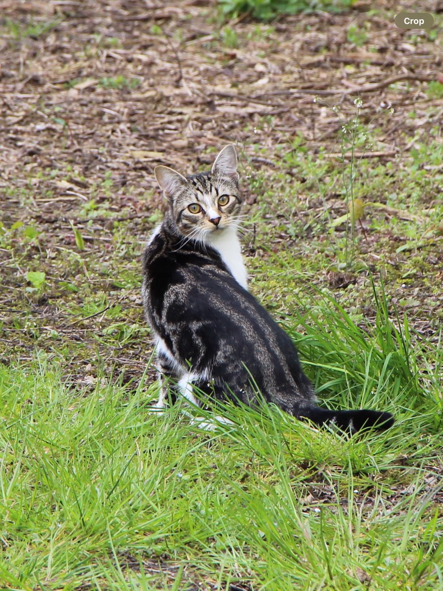 An interested spectator at the football this afternoon #cat #grassrootsfootball