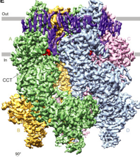 Structural basis of selective TRPM7 inhibition. Cell Reports. Check the #cryoEM #structure of this #membrane #ionchannel in the UniTmp database: pdbtm.unitmp.org/entry/8w2l

cell.com/cell-reports/f…