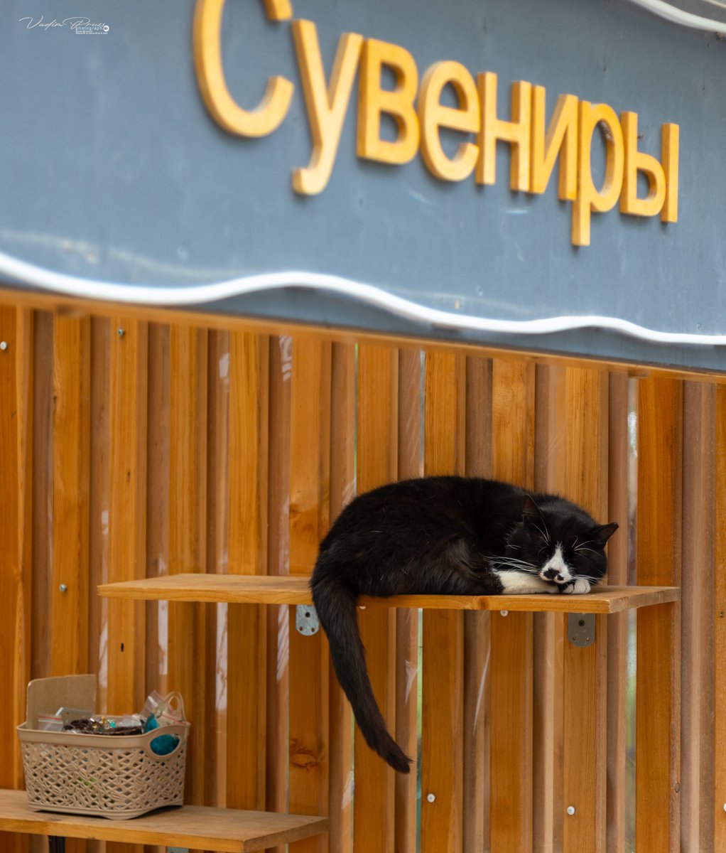 souvenir (sign: ‘Souvenirs’) #photo by Vadim Svirin on 35photo #catgang #cats #CatsOfTwitter #Caturday