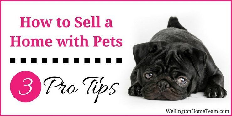 How to Sell a Home with Pets | 3 Pro Tips via @wellingtonhomez #realestate buff.ly/3tv2uhQ