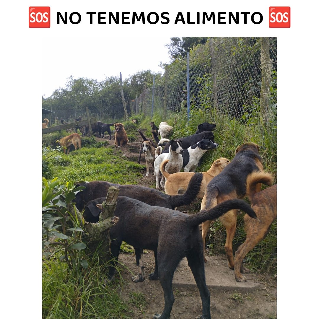 🆘 NO TENEMOS ALIMENTO PARA MAÑANA 🆘 Por favor ayudanos, no tenemos nada para mañana, ni concentrado ni menudencias 😭. No pedimos grandes donaciones, todo suma y lo recibimos con mucho amor 😭. Recibimos alimento de marca nutrion, chunky, dog Chow, Filpo y Ringo para adulto+