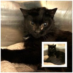 No, the dear boy has no name but badly hurt & also lame! This black & sweet #MariettaGA cat! Needs all of us to go to bat! If all of us pledge & share I know we'll get him out of there! 🙏 VERY URGENT! Tag @sachikoko with pledges! (*See below for bio)!