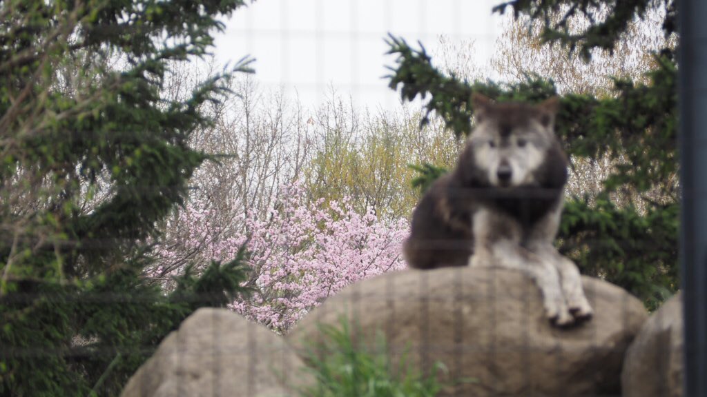 エゾシカの「のぞみ」と桜(左)、オオカミのノチウと桜。(AB)
#旭山動物園 #旭山動物園東門 #旭川