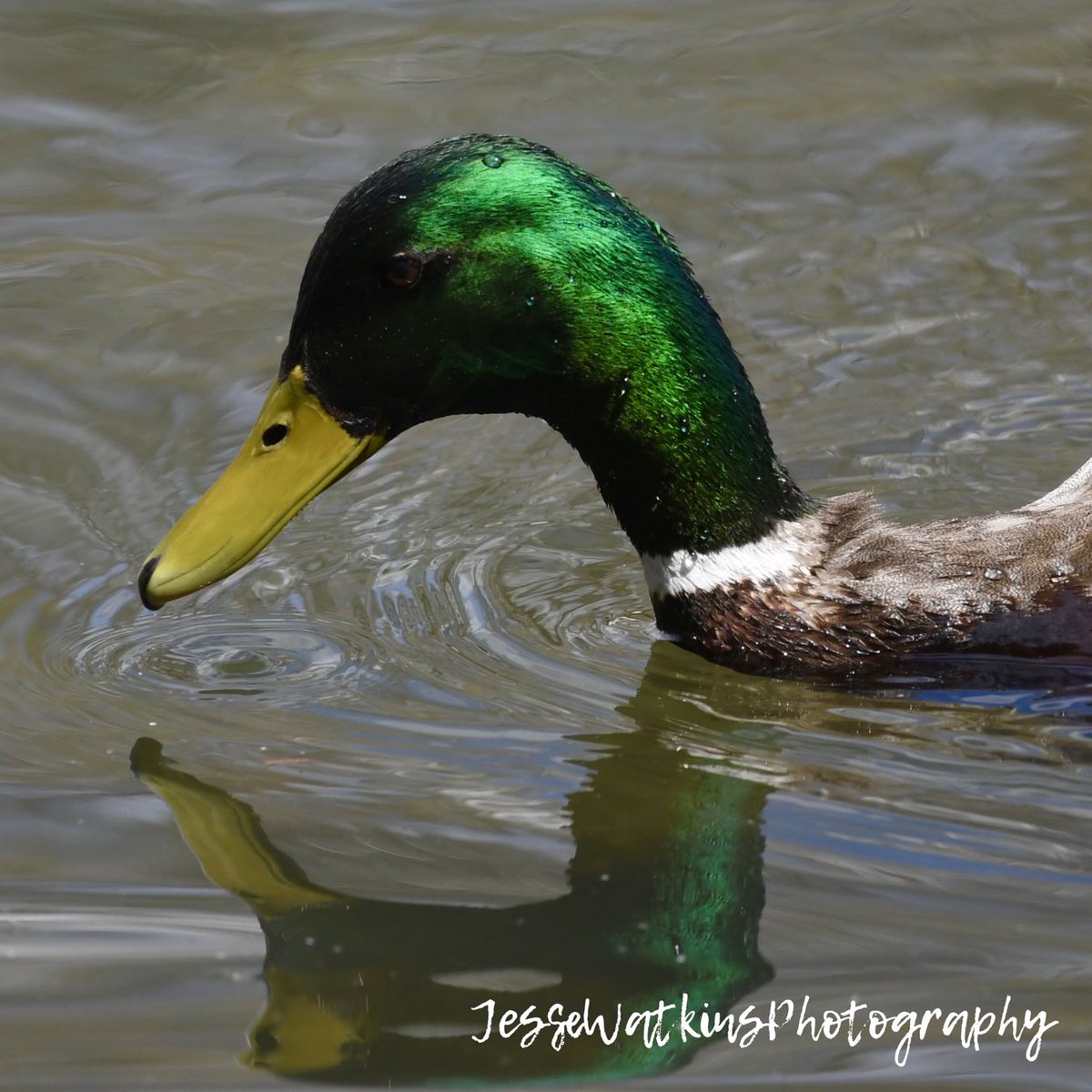 Happy Saturday from rural Nevada!!! Nikon D500 Sigma 150-600mm Jesse Watkins Photography #godscreation #mallard #mallards #drakemallard #greenhead #greenheads #ducksunlimited #wildfowl #birds #birdphotography #nikonusa #nikond500