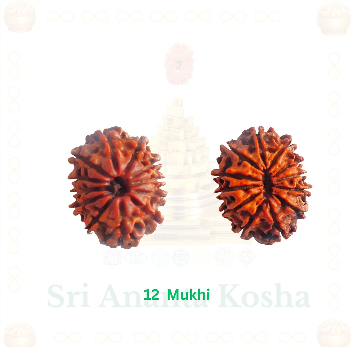 Jai ShivShakti 🙏

12 Mukhi Rudraksha:-

12 Mukhi represents the grace and radiance of Lord Surya

It blesses the wearer with brilliance, self-confidence leadership skills, name, fame, and success

It gives power to foresightedness and timely action 

Pacifies the negative and…